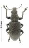Coelositona cambricus